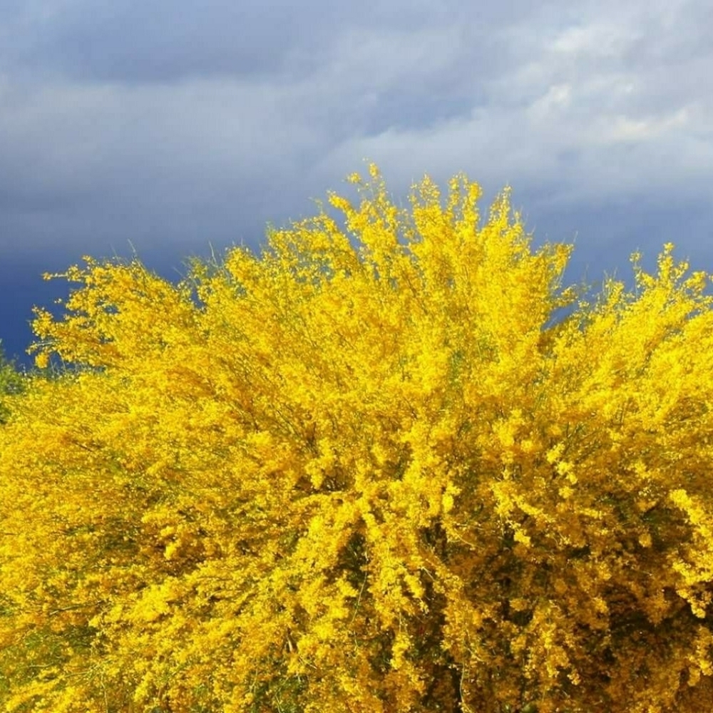 Double Layer Cloud Soft Cotton Buttondown Shirt - Picture 2 of 9